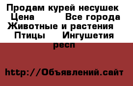 Продам курей несушек › Цена ­ 350 - Все города Животные и растения » Птицы   . Ингушетия респ.